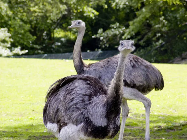 Aussichtsreiche Aussicht Auf Schöne Vögel Der Natur — Stockfoto