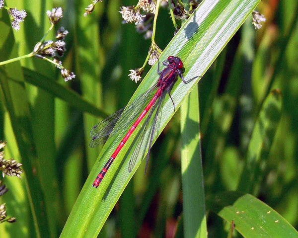 Trollslända Insekt Flora Och Fauna — Stockfoto