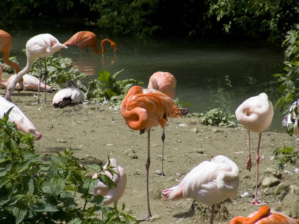 Fondo Aves Naturales Flamingo — Foto de Stock