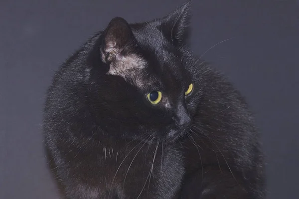 Retrato Lindo Gato — Foto de Stock