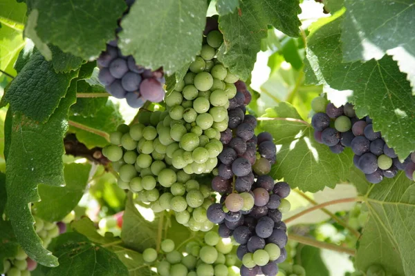 Grapes Aperture Exposure 100 — Foto Stock