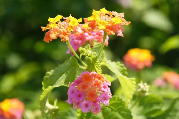 Fiori Mediterranei Apertura Tempo Esposizione 250 — Foto Stock