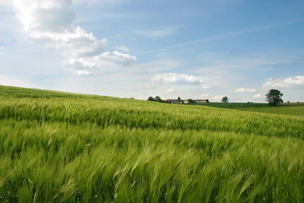 Rolnictwo Pola Wiejskie Uprawą Kukurydzy — Zdjęcie stockowe