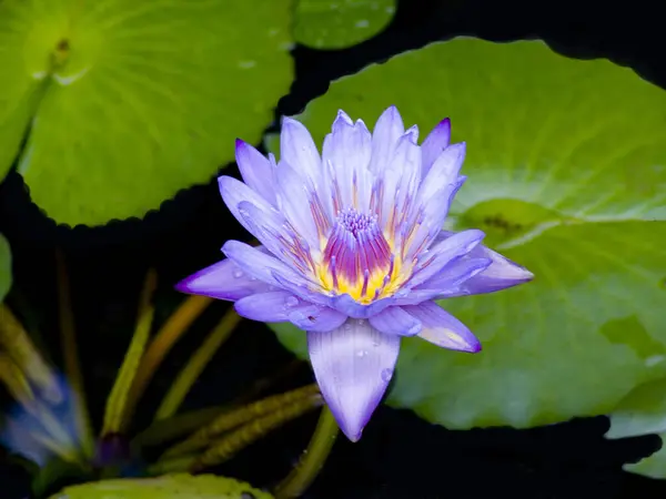 水百合 池塘花 自然界中的植物 — 图库照片