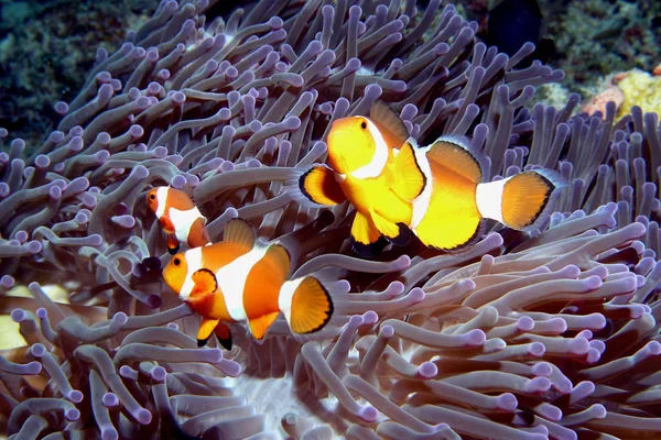 Clownfish Récif Sous Marin Avec Des Poissons — Photo