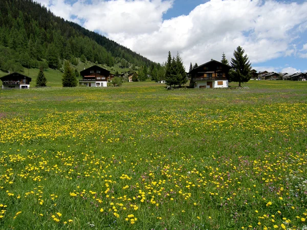 Blumenwiese Den Alpen — Stockfoto