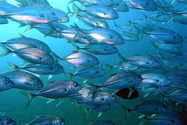 Unterwasserwelt Unterwasserwelt — Stockfoto