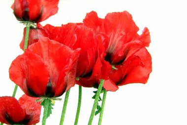 close-up view of beautiful wild poppy flowers clipart
