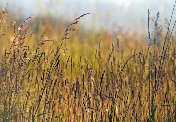 Prairie Été Flore Dans Classé — Photo