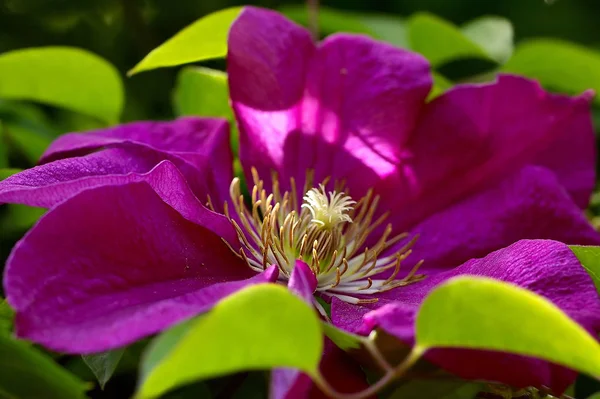 Piękne Botaniczne Ujęcie Naturalna Tapeta — Zdjęcie stockowe