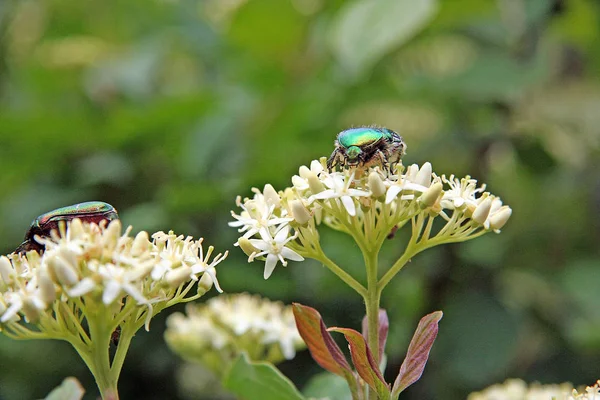 Hermoso Plano Botánico Fondo Pantalla Natural — Foto de Stock