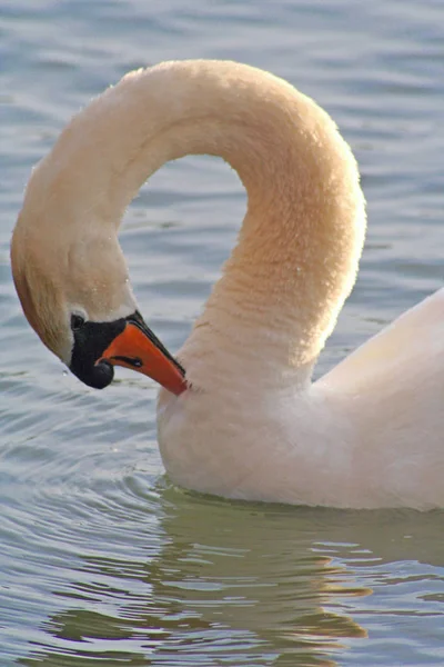 Zwemmen Vogel Wildheid Concept — Stockfoto