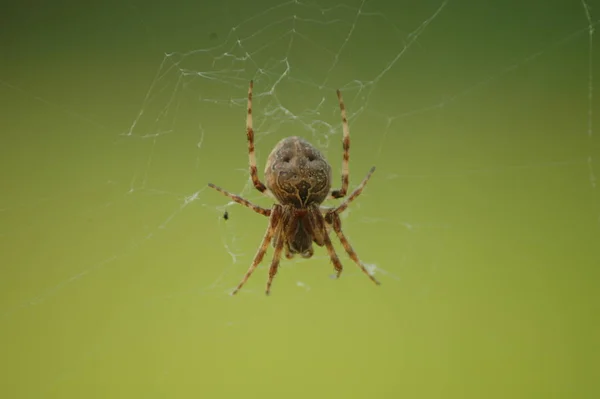 Ιστός Αράχνης Έντομο Παγίδα — Φωτογραφία Αρχείου