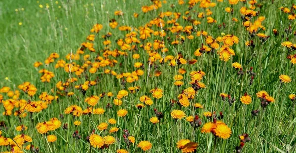 Prado Habitat Aberto Campo Vegetado Por Grama Ervas Outras Plantas — Fotografia de Stock