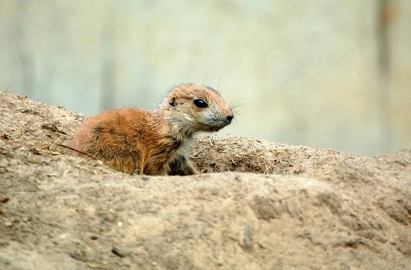 Animales Jóvenes Enfoque Selectivo — Foto de Stock