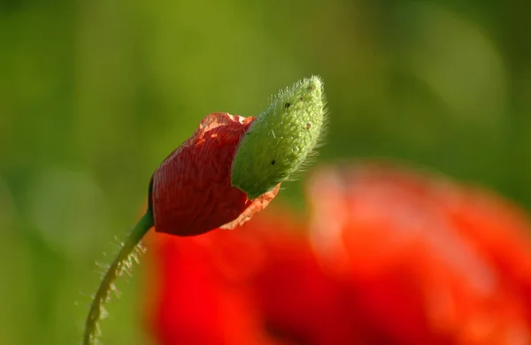 Close View Beautiful Wild Poppy Flowers — Stock Photo, Image