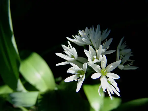 Piękne Botaniczne Ujęcie Naturalna Tapeta — Zdjęcie stockowe