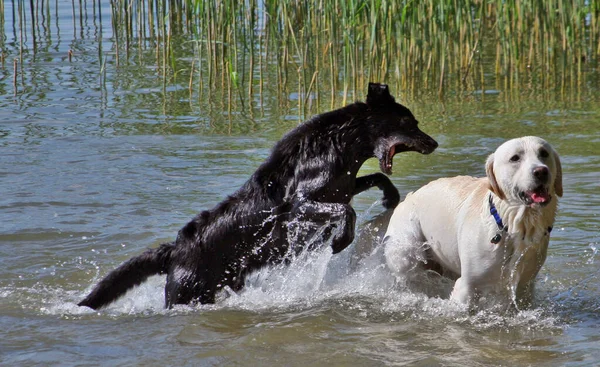 黑白相间的狗在湖中奔跑 — 图库照片