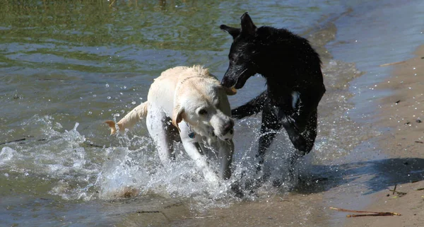 Twee Honden Spelen Met Water — Stockfoto