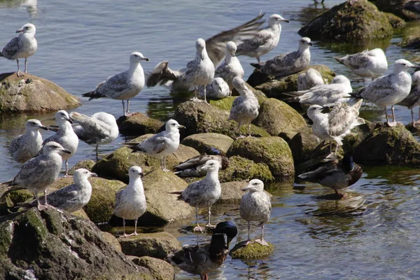 Las Gaviotas Sobre Las Piedras — Foto de Stock