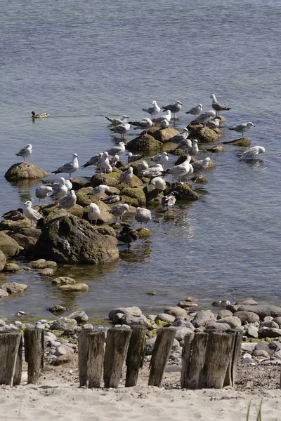 Seagulls Stones — Stock Photo, Image