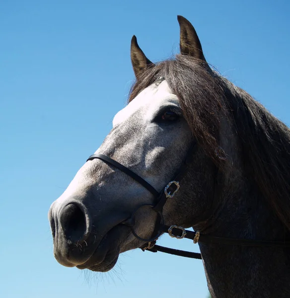 Carino Cavallo Natura Selvaggia — Foto Stock