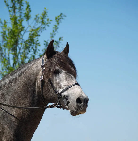 Year Licensed Pre Stallion Photo Taken Shoot 2006 — Stock Photo, Image