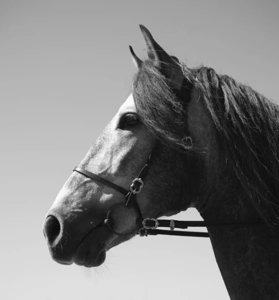 5年前の種牡馬 — ストック写真