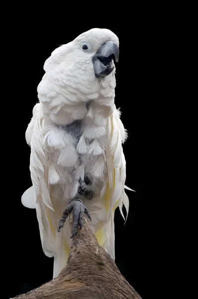 Мальовничий Вид Красивого Птаха Папуги — стокове фото
