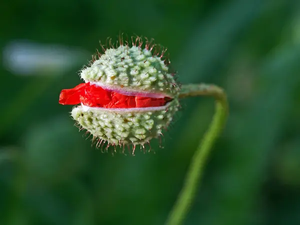 Close Uitzicht Mooie Wilde Papaver Bloemen — Stockfoto