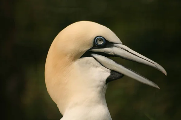 Malerischer Vogelschuss Der Outdoor Szene — Stockfoto