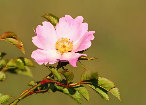 Tan Salvaje Como Una Rosa Puede Ser —  Fotos de Stock