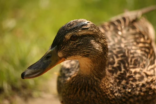 Aves Domésticas Granja —  Fotos de Stock