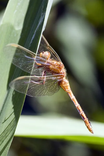 Insecto Naturaleza Mosca Dragonela Odonata —  Fotos de Stock