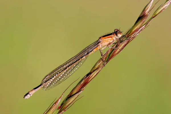 Odonata Libélula Flora Natureza — Fotografia de Stock