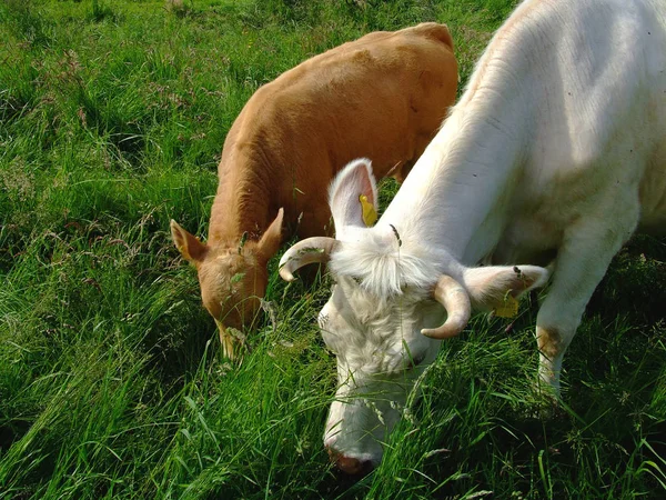 Unga Djur Selektivt Fokus — Stockfoto