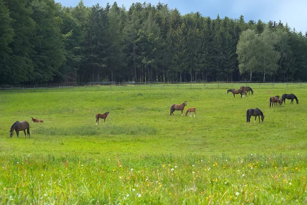 Lovak Nappal Szabadban — Stock Fotó