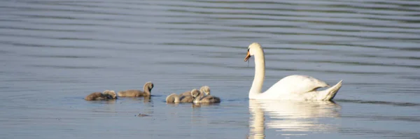 Vista Cênica Cisnes Majestosos Natureza — Fotografia de Stock