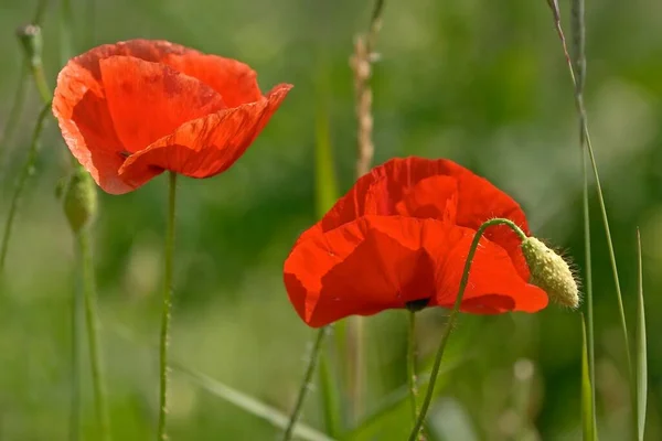 Close View Beautiful Wild Poppy Flowers — Stock Photo, Image