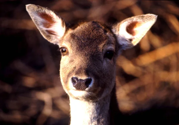 Natur Wildtiere Von Hirschen Tier Fauna — Stockfoto