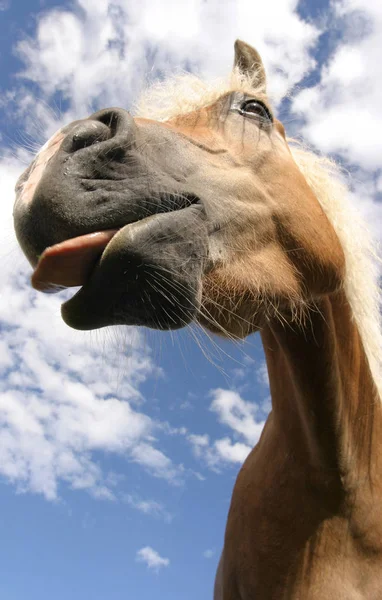 Haflinger Raça Cavalo — Fotografia de Stock