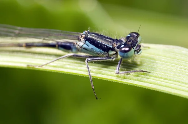 Close Macro View Van Libelle Insect — Stockfoto