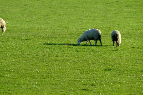 Vue Panoramique Sur Campagne Orientation Sélective — Photo