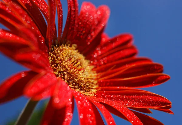 Gerbera Pétalas Flores Florescendo — Fotografia de Stock