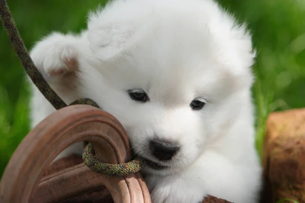 Young Samojedenwelpe While Playing — Stock Photo, Image