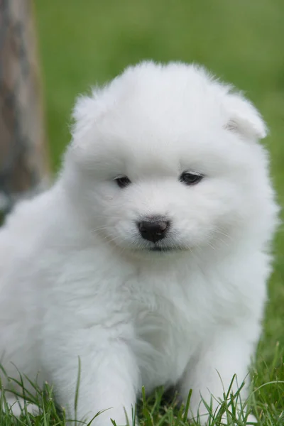 Portrait Cute Dog — Stock Photo, Image