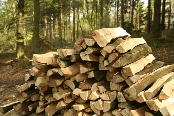 Ein Holzstapel Auf Einem Waldweg — Stockfoto