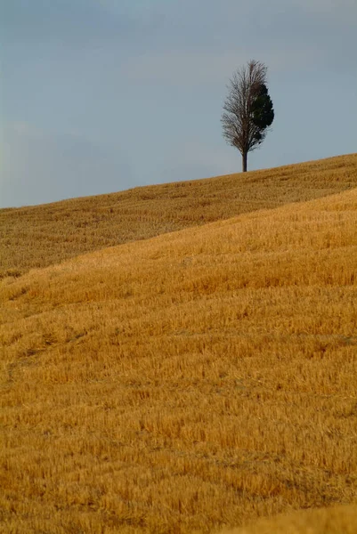 Landbouwgrond Grasland — Stockfoto