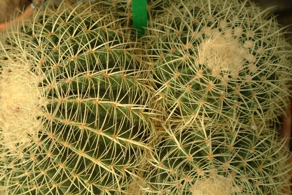 Nature Tropicale Plante Flore Botanique Cactus — Photo