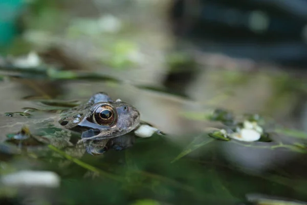 Żaba Stawie Ogrodowym — Zdjęcie stockowe